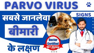 Parvo Symptoms in Dogs Puppies in Hindi Signs Of Parvo in Puppies Treatment Parvovirus ke lakshan [upl. by Anelyak]