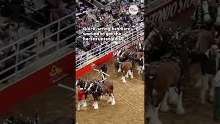 Budweiser Clydesdales get tangled at San Antonio rodeo  USA TODAY Shorts [upl. by Ennovaj479]