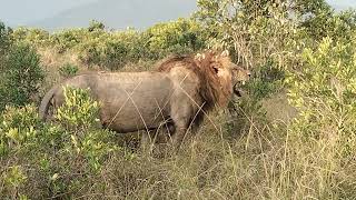 at Fairmont mara safari club olchoro conservancy [upl. by Anaeda]