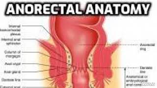 Anatomy of Anorectal region [upl. by Mathur]