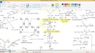 Glicólise  mapa metabólico [upl. by Cressler]