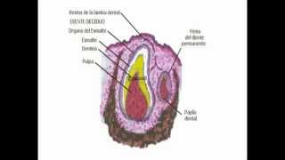 Odontogenesis  Parte 2 ® ENL [upl. by Aala]