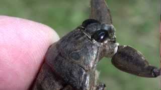 Giant Water Bug Belostomatidae Lethocerus americanus Closeup of Head and Mouth [upl. by Pul]