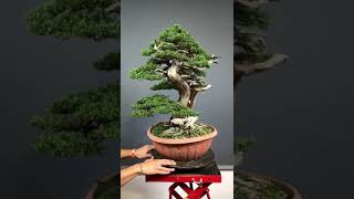 Cupressus Sempervirens Bonsai  Bruno Proietti Tocca Instructor bonsai [upl. by Elah353]