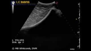 Ultrasound of the Normal Equine Ilial Wing [upl. by Gregrory]