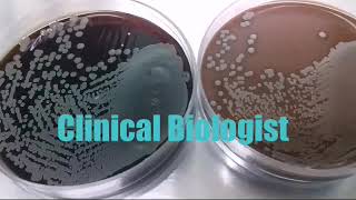 Staph aureus on Blood and Chocolate Agar [upl. by Tabbi743]