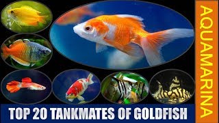 Top 20 tankmates of goldfish  Revised List of fishes compatible with goldfish  Aquamarina [upl. by Tnirb]