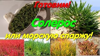 Солерос или морская спаржа Очень вкусный салат Soleros Бысро и вкусно [upl. by Paff186]