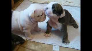 4 week old English bulldog pups trying to walk and play [upl. by Obie]