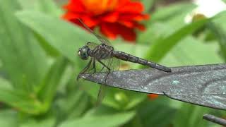 Dragonfly eating damselfly [upl. by Hafirahs]