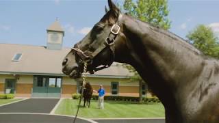 Tours at Jonabell Farm in Kentucky [upl. by Karoline221]