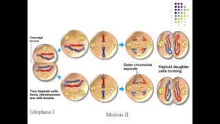 Meiosis and sexual life cycles [upl. by Bogie]