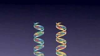 SNPs  Single Nucleotide Polymorphisms [upl. by Annohsak879]