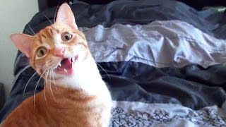 Funny Cats and Kittens Meowing Compilation [upl. by Nibuz]