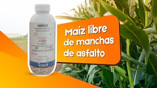 Maíz libre de manchas de asfalto agricola protecciondecultivos maíz ecuador [upl. by Sirred]