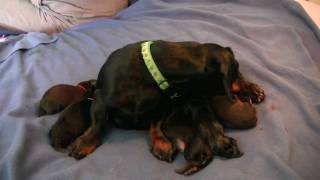 Dachshund 5th Puppy Birth [upl. by Yetah534]