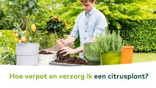 TERRASPLANTEN  Hoe verpot en verzorg ik een citrusplant [upl. by Seroka]