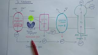 Plant mitochondrial electron transport chain [upl. by Marras978]