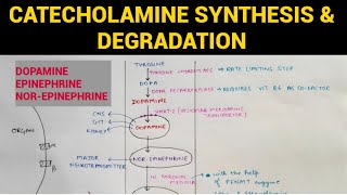 Autonomic Pharmacology  12  Catecholamines Synthesis amp Degradation  EOMS [upl. by Vudimir786]