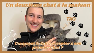 NOUVEAU CHAT À LA MAISON  COMMENT LE FAIRE COHABITER AVEC CES AUTRES CHATS [upl. by Iramohs466]