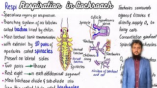 Respiration in Cockroach  Tracheal Respiration [upl. by Opalina]