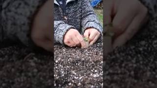 Cutworms Protect Your Plants [upl. by Marice590]