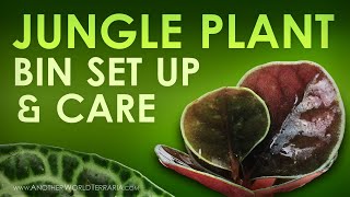 Jungle Plant Bin Set Up amp Care Tips galore [upl. by Osborne]