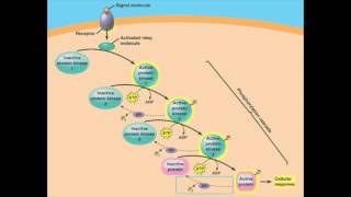 Apoptosis and Cell Communication [upl. by Hatokad]