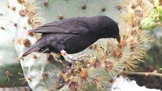 Darwin Finches Galapagos [upl. by Dedra]