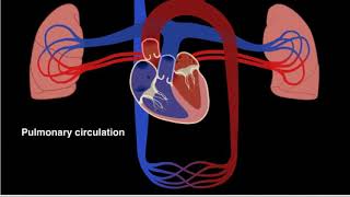 Pulmonary and systemic circulation 2017 HD [upl. by Ecyle747]