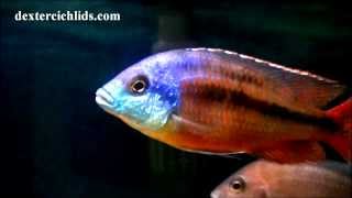 Super Red Empress Cichlid Male in a community tank with Haps and Mbuna [upl. by Ondrej243]