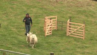 Sheepdog Trial  A Way with Dogs Episode 3 [upl. by Cordova]