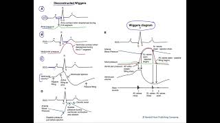 The Wiggers diagram of the cardiac cycle [upl. by Eltsyrhc]