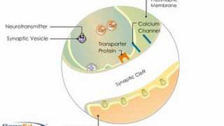 Synaptic Transmission [upl. by Reisman]