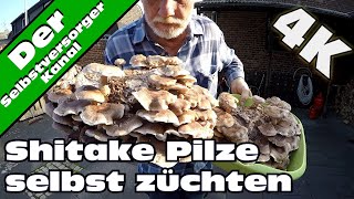 Shitake Pilze selbst züchten So habe ich es gemacht [upl. by Ailerua]