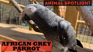 Animal Spotlight  African Grey Parrot Timneh [upl. by Gracye961]