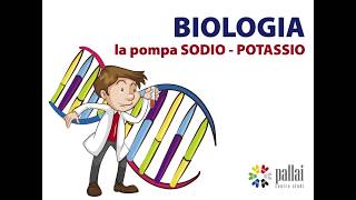 Biologia per i TEST di Ammissione la pompa Sodio Potassio [upl. by Roer809]