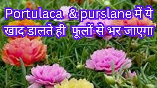 Portulaca amp purslane me ye khad dalte hi hogi phoolon ki bahar how to care amp fertilizing moss rose [upl. by Ardnat]