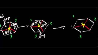 Binding change mechanism of ATP synthesis [upl. by Rusticus587]