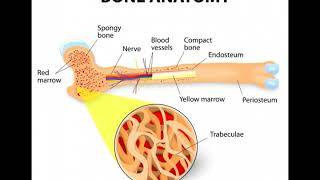 What Is the Connection between Osteoblasts and Osteocytes [upl. by Prisilla]