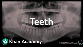 Teeth  Gastrointestinal system physiology  NCLEXRN  Khan Academy [upl. by Enitsirt262]