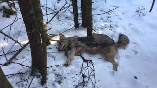 Coyote snaring a few different checks [upl. by Ohs]