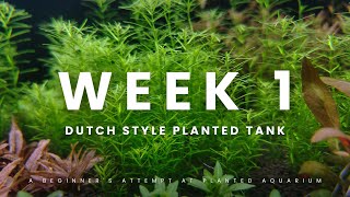 Dutch Style Planted Tank Week 1 Update [upl. by Rozina]