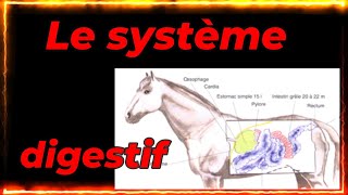 GALOPS 4 amp 5 LE SYSTEME DIGESTIF du cheval ft le Dr Fissolo vétérinaire [upl. by Annmaria]