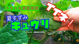 【小っちゃな家庭菜園！】「アブラムシ駆除中！」キュウリの夏すずみ！ [upl. by Lebasi]