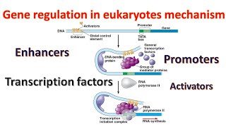 Gene regulation in Eukaryotes Promoters  Transcription factors  Enhancers Genetics for beginners [upl. by Annovad]