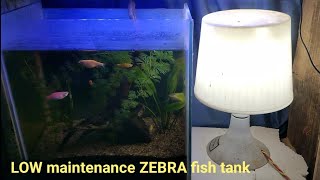 LOW maintenance ZEBRA fish tank zebrafish lowmaintenancetank zebrafishtankmates plantedtank [upl. by Neomah141]