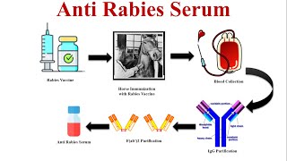 Anti Rabies Serum  Rabies Antiserum  Definition Production amp Usage of Anti Rabies Serum [upl. by Heywood869]