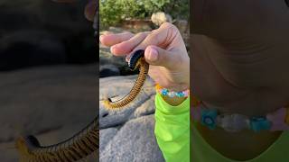 Quantas patas tem esse do piolho de cobra shorts youtubeshorts snake natureza animais [upl. by Syd]