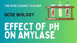 GCSE Biology Lesson 5 Effect of pH on Amylase Activity Required Practical [upl. by Nanci]